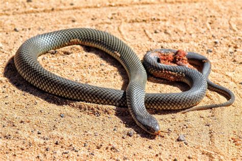 Il Tumulto del Maracasù: Un Sogno Incubo di Serpenti e Sussurri Ancestrali